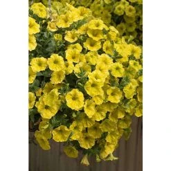 Petunia Hello Yellow | Bedding | 5 x Large Plugs