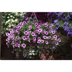Petunia Surfinia® 'Pink Vein' | Bedding | 5 x Large Plugs