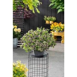 Petunia Mystical® 'Midnight Gold' | Bedding | 5 x Large Plugs