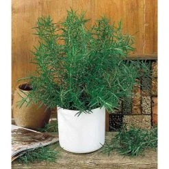 Rosmarinus 'Rosemary' | Perennial | 5 x Large Plugs