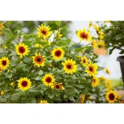 Helianthus Sunbelievable 'Brown Eyed Girl' | Bedding | 5 x Large Plugs