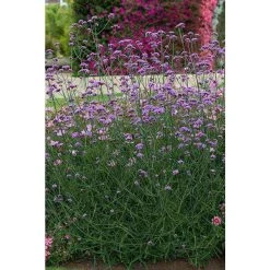 Verbena bonariensis 'Buenos Aires' | Perennial | 5 x Large Plugs