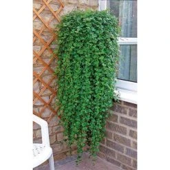 Mint 'Indian Mint' | Bedding | 5 x Large Plugs