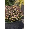 Nemesia Scented 'Rhubarb and Custard' | Bedding | 5 x Large Plugs