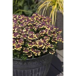 Nemesia Scented 'Rhubarb and Custard' | Bedding | 5 x Large Plugs