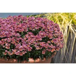 Nemesia Nesia 'Tutti Fruitti' | Bedding | 5 x Large Plugs
