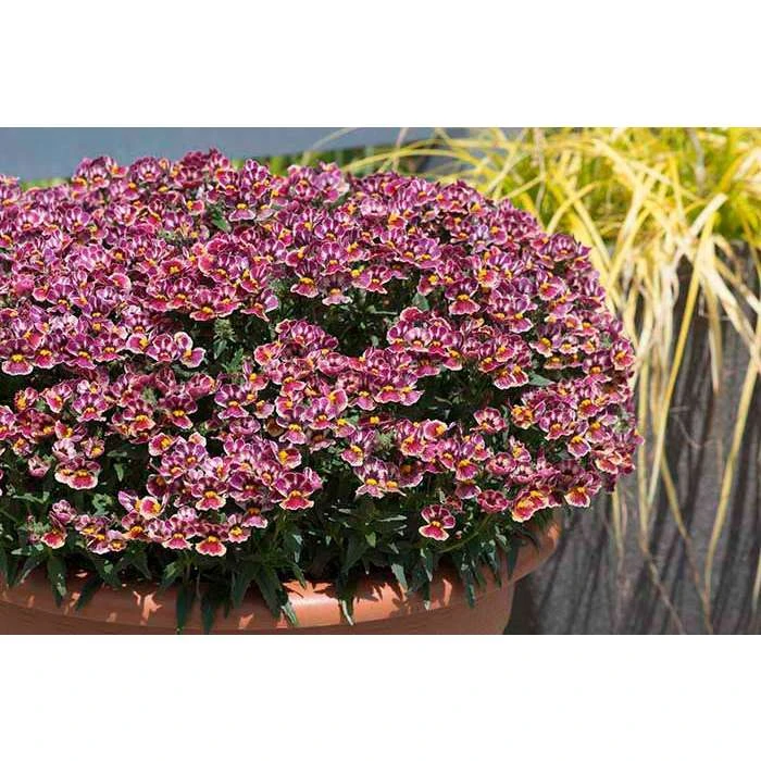 Nemesia Nesia 'Tutti Fruitti' | Bedding | 5 x Large Plugs