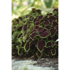 Coleus 'Chocolate Mint' | Bedding | 5 x Large Plugs