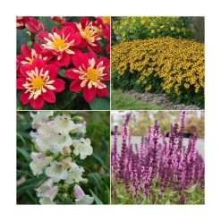 30 x Jumbo Plugs | Perennial Bedding Plants Collection | Hand-Picked By Experts