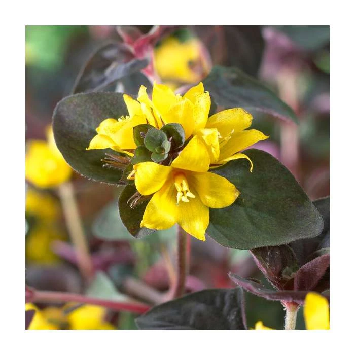 Lysimachia 'Midnight Sun' | Bedding | 5x Plugs