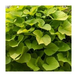 Ipomoea Treasure Island 'Makatea' | Bedding | 5 x Large Plugs