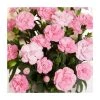 Dianthus '1 <3 U' | | Bedding | 5 x Large Plugs