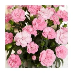 Dianthus '1 <3 U' | | Bedding | 5 x Large Plugs