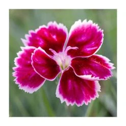 Dianthus Scented 'Pink Kisses®' | Bedding | 5 x Large Plugs